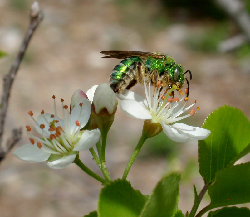 Green metallic sweat bee